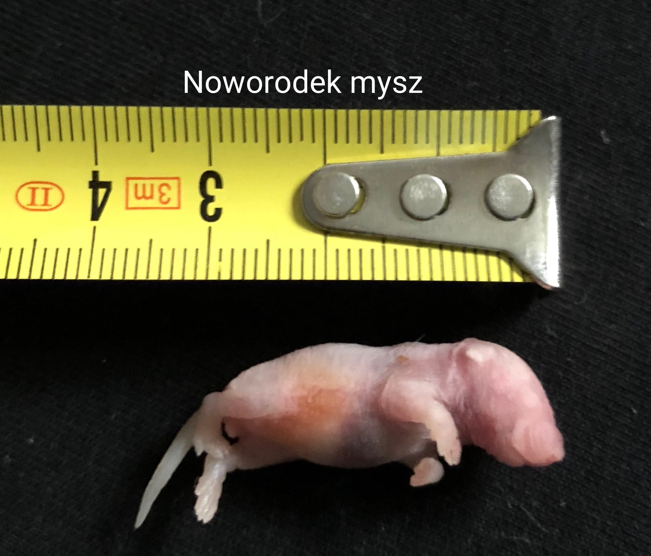 Mysz noworodek 1-2g