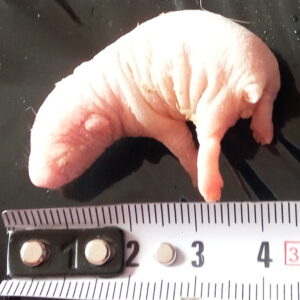 Szczur noworodek 5-9G