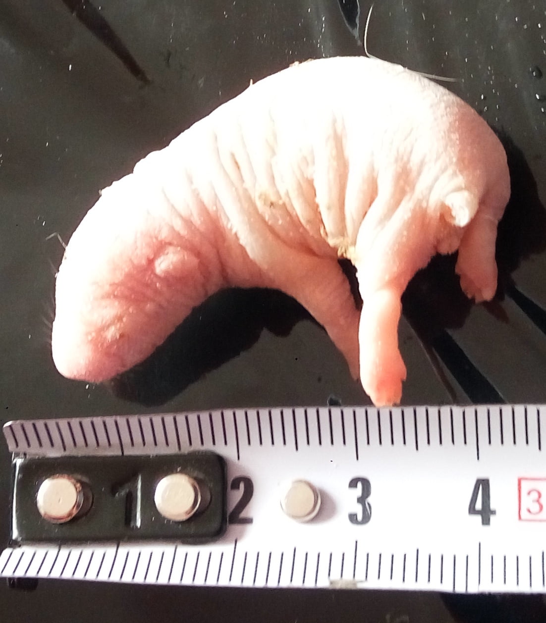 Szczur noworodek 5-9G