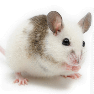 Mastomys mrożona noworodek 2-4g