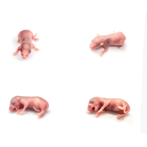 Mastomys mrożona osesek 5-9g