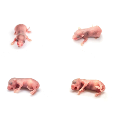 Mastomys mrożona osesek 5-9g