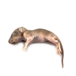 Szczur osesek 10-19G