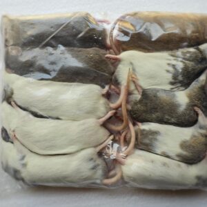 Mastomys mrożona 60-69g