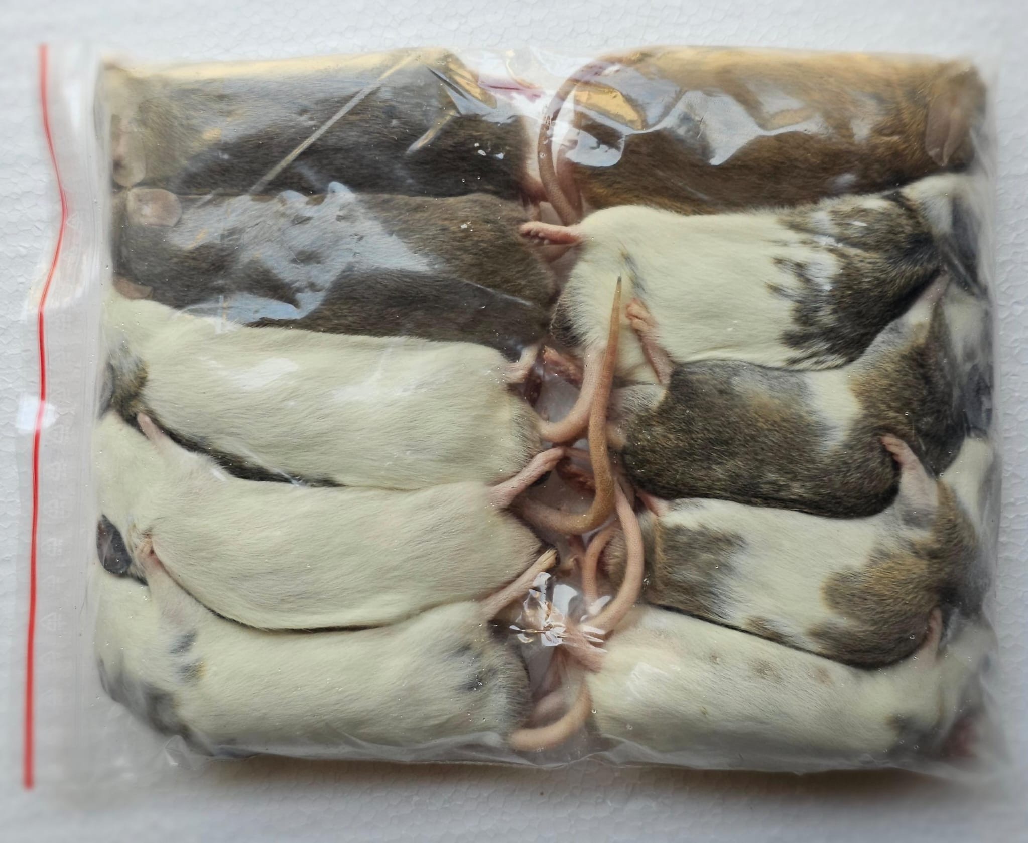 Mastomys mrożona 50-59g