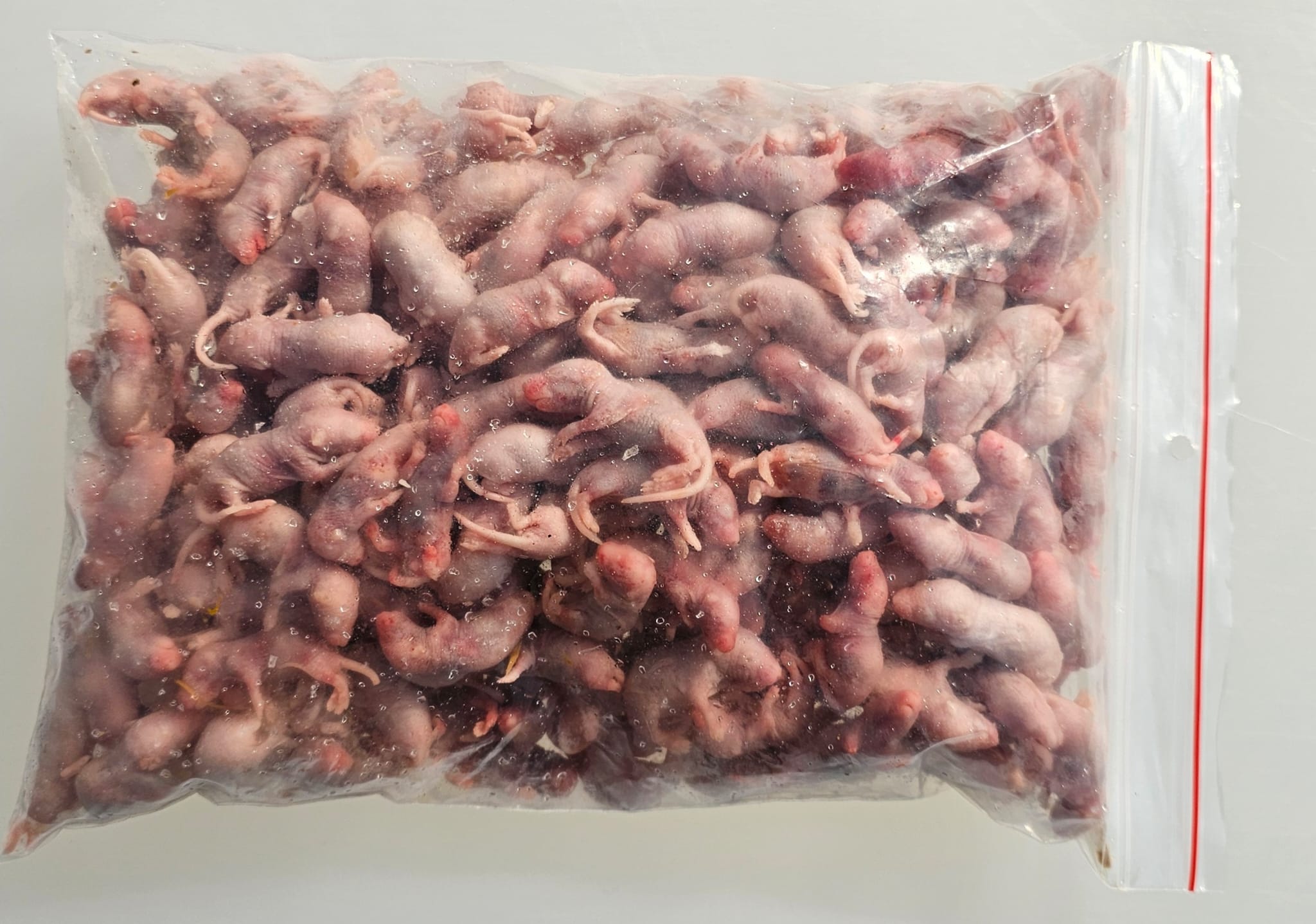 Mastomys mrożona osesek 5-9g - obrazek 2