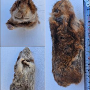 Chomik syryjski 1 KG