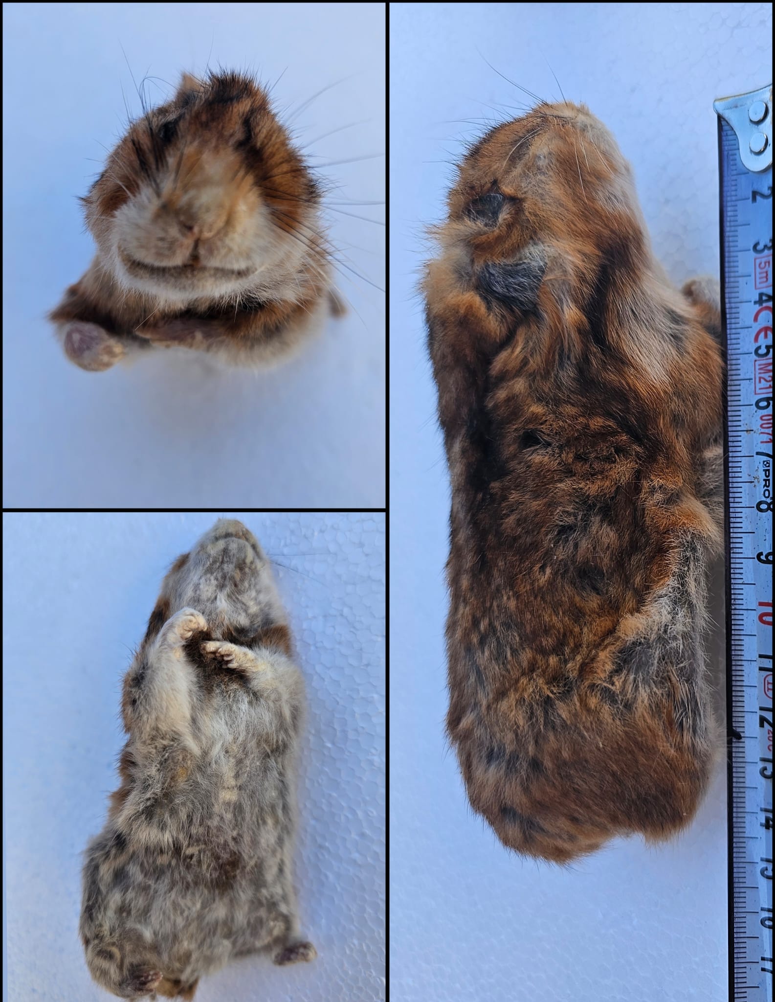 Chomik syryjski 1 KG