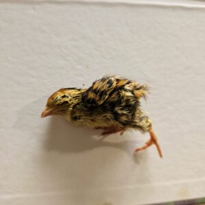 Przepiórka jednodniowa